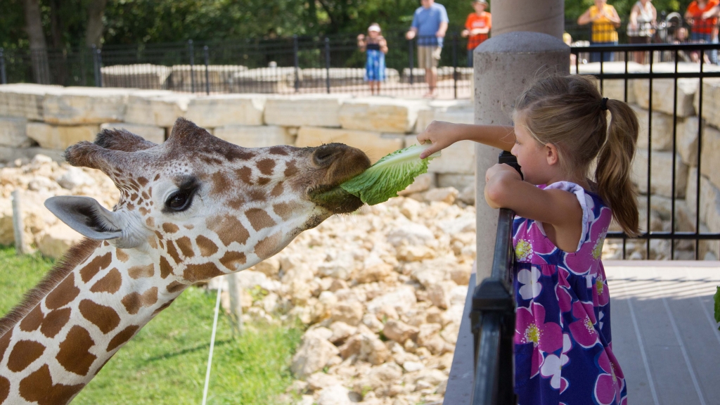 Photo of girl feeding a giraffe