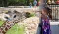 Thumbnail image for Photo of girl feeding a giraffe