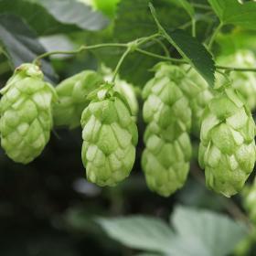 hops plant