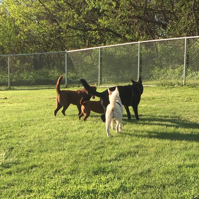 four dogs running in a grassy dog park