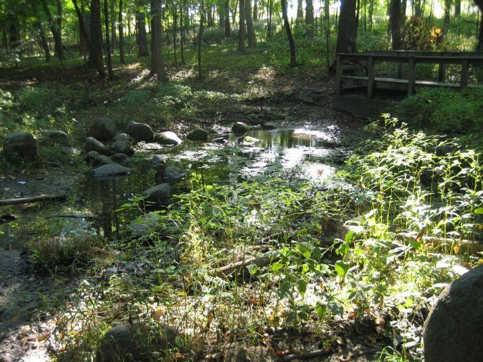 wooded path by creek with a small waterfall