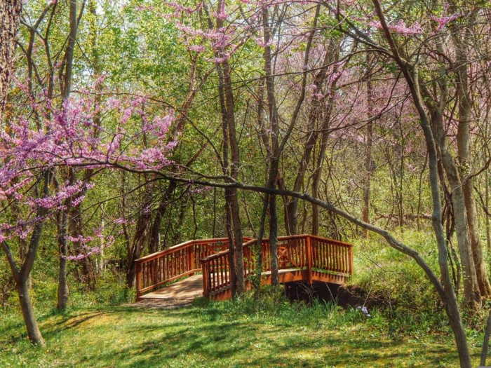 wooded area with wooden bridge crossing a creek