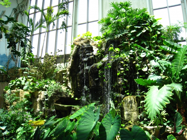 tropical garden in conservatory with a waterfall on the rocks