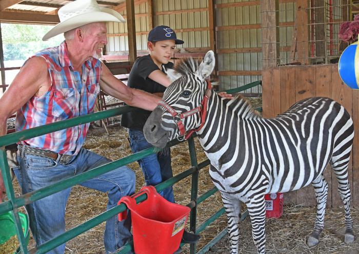 older gentleman and younger boy petting a zebra donkey