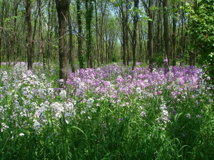 purple and white wildflowers in forest on sunny day