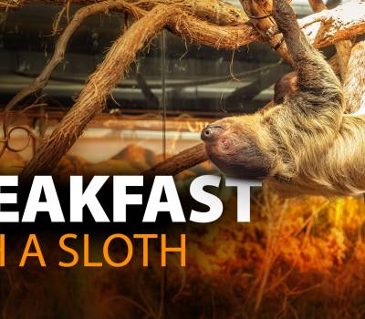 Sloth Day and Breakfast with the Sloth