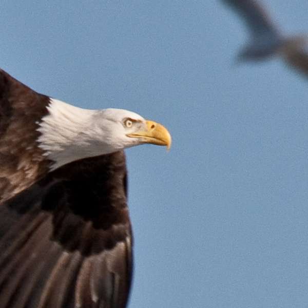Hero image for Bald Eagle Watching