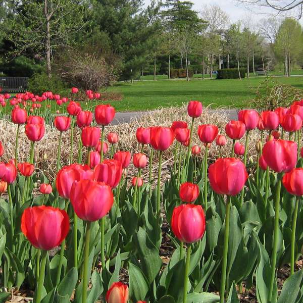Hero image for Spring