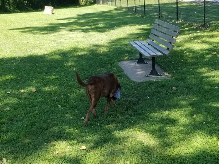 dog exploring by park bench in fenced dog park