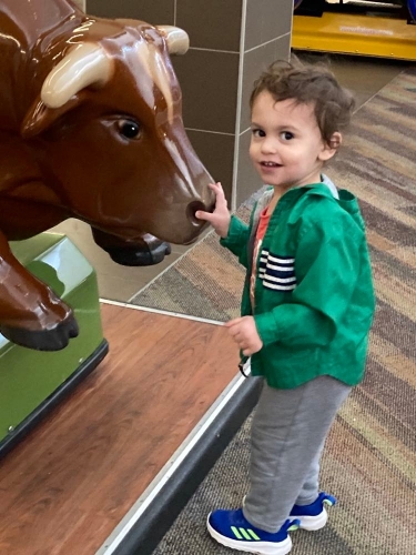 toddler boy petting nose of plastic brown cow